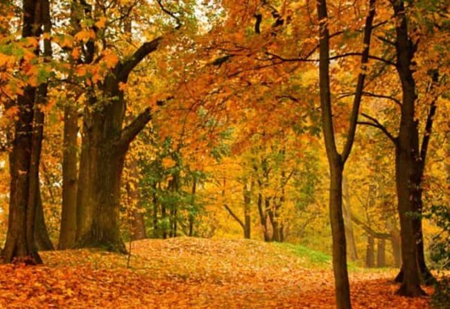 Newsletter 14th November 2025